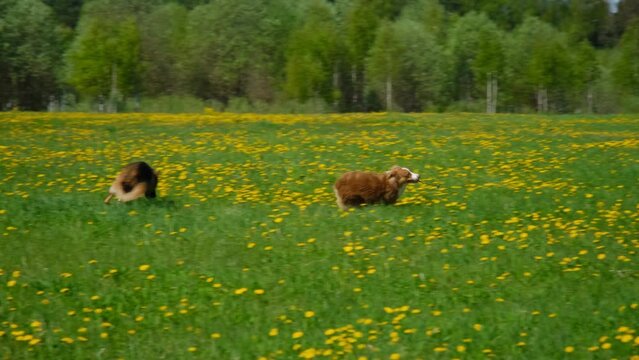 Concept of World Animal Day. Australian Shepherd dog with ball in mouth runs quickly through field of yellow dandelions in summer, running away from German shepherd. Dogs in park playing catch-up.