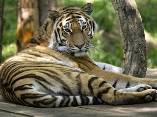Fototapeta na wymiar The Amur Tiger, Panthera tigris altaica, lies on a branch at height and observes the surroundings.