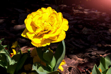 Yellow tulip cultivar Monte Carlo close-up