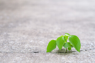 plant or small tree growth through the cracked cement concrete floor.  