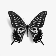 Black and white tropical butterfly on background