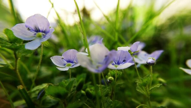 Flowers of Veronica oak close-up in nature at sunset. Beautiful 4k raw video 60 fps with smooth camera zoom.