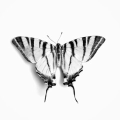 Obraz premium Black and white tropical butterfly on background