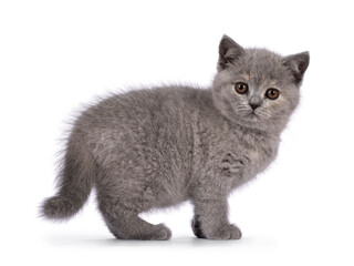 Cute blue tortie British Shorthair kitten, standing side ways. looking curious towards camera. Isolated on a white background.