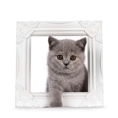 Cute blue tortie British Shorthair kitten, stepping through white empty photo frame. Looking curious towards camera. Isolated on a white background.