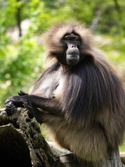 An adult male Gelada, Theropithecus gelada, sits on a trunk and observes the surroundings.