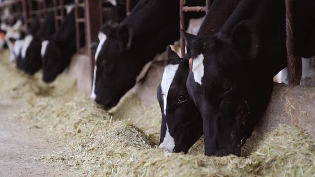 Black colored cows in stall are eating hay. Agriculture industry, farming and animal husbandry concept.