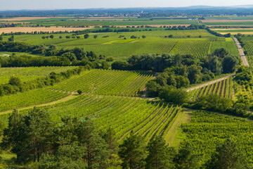 Fototapeta na wymiar Vineyard near Velke Bilovice, Southern Moravia, Czech Republic