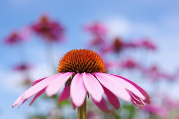 たくさんのピンク色のキク科の花