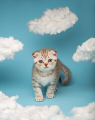 Striped Scottish kitten walks between white clouds on a blue background.