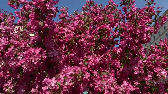 Blooming pink apple trees sway in the wind in a city park.