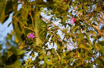 flores