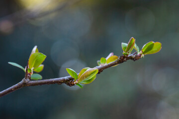 tree branch, the first leave in spring. buds in the trees bloom on a blurry background, selective focus