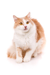Domestic cat with a surprised expression sits on a white background.