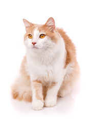 Beautiful cat sits on a white background and looks away with yellow eyes.