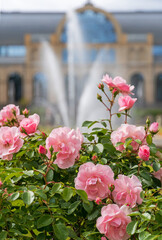 Botanischer Garten Köln