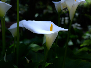 Calla lily (Zantedeschia) flowers in the garden.