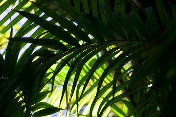 Palm leaves in partial shade, beautifully illuminated by the sun.