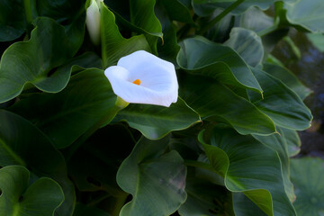Calla lily (Zantedeschia) flowers in the garden.