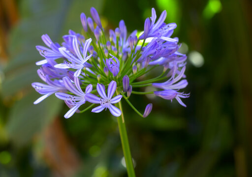 Close-up of blue-purple African Lily (Agapanthus africanus) flower in the garden. Shallow depth of field.
