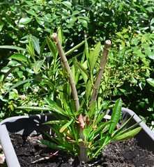 Heavily pruned oleander in a pot that is freshly sprouting.