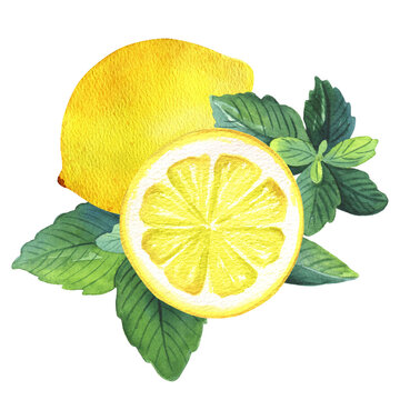 Watercolor lemon and mint composition. Yellow tropical fruits and herbal leaves. Antiviral food. Isolated on white background. Hand painted botanical illustration. Trend home decor.