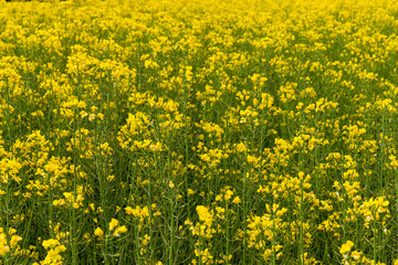Detail of flowering rapeseed field. Rapeseed field. Agriculture, biotechnology, fuel, food industry, alternative energy, environmental conservation.
