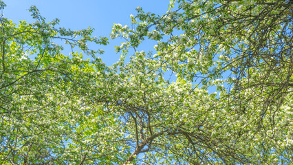 Flowering orchard in spring time. Seasonal background. Apple orchard in the middle of the spring season. Agriculture.