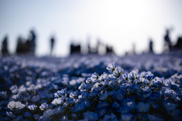 佇むネモフィラ