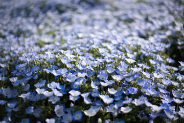 可憐なネモフィラ