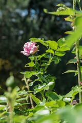 kwitnąca róża w ogrodzie