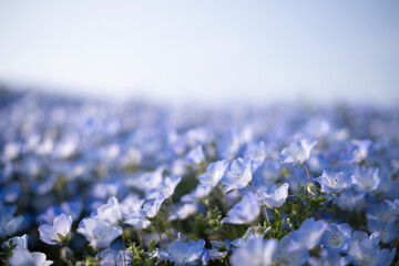 午後のネモフィラの丘