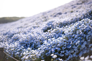 ネモフィラの丘