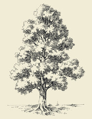 Tall oak tree hand drawn vector illustration - 507829499