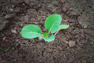 Cabbage sprout growing in soil. Young sprout of green cabbage, Selective Focus, macro shot, view from above. Growing cabbage, planting, seedling in vegetable garden