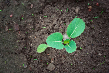 Cabbage sprout growing in soil. Young sprout of green cabbage, Selective Focus, macro shot, view from above. Growing cabbage, planting, seedling in vegetable garden