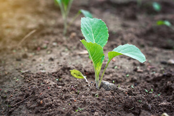 Cabbage sprout growing in soil. Young sprout of green cabbage, Selective Focus, macro shot. Growing cabbage, planting, seedling in vegetable garden