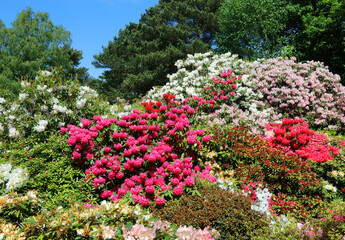 Display of Rhododendrons and azalea, Derbyshire England
