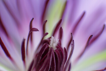 花のマクロ写真