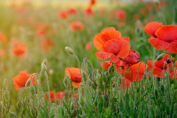 bright red poppies in the setting sun. Beautiful summer landscape.