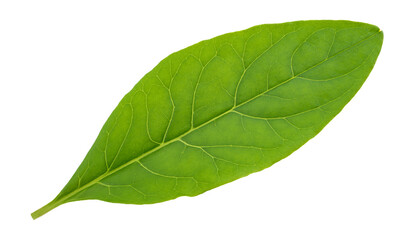 Obraz premium Pokeweed leaf