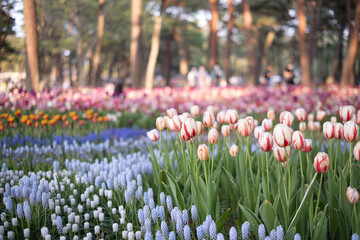 公園のチューリップ花壇