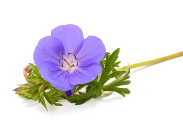 Geranium flower