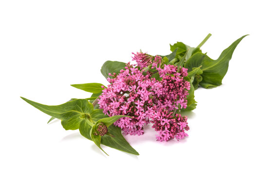 Red valerian flowers