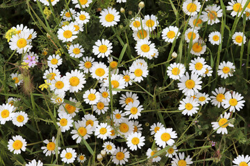 Daisy camomille flowers on field. White flowers background