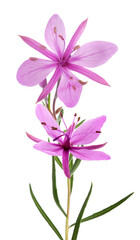 Pink Alpine willowherb flowers