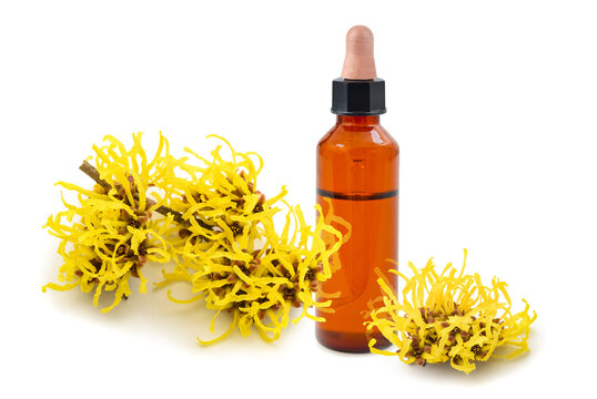 Witch Hazel Flowers With Essence