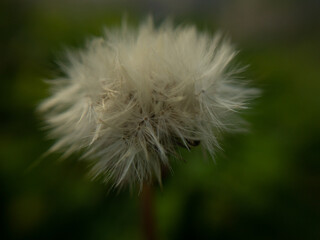 dandelion head