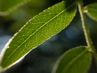 close up of a leaf