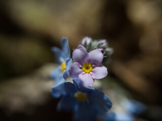 flowers in the forest